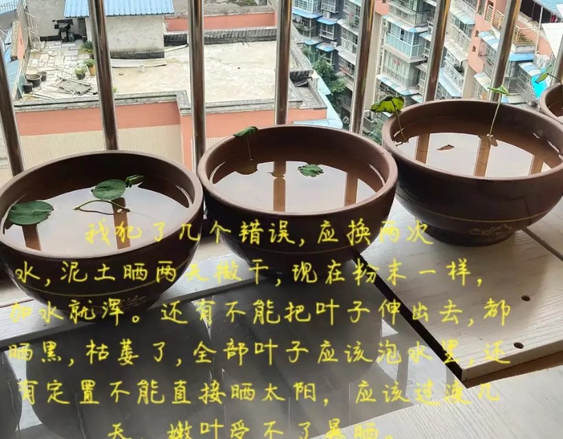 用种子栽培碗莲成长日记,碗莲与鱼在缸中栽培方法