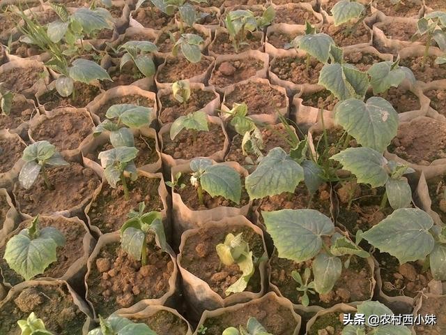 黄瓜苗期死苗用什么药灌根,种植黄瓜缺苗怎么办