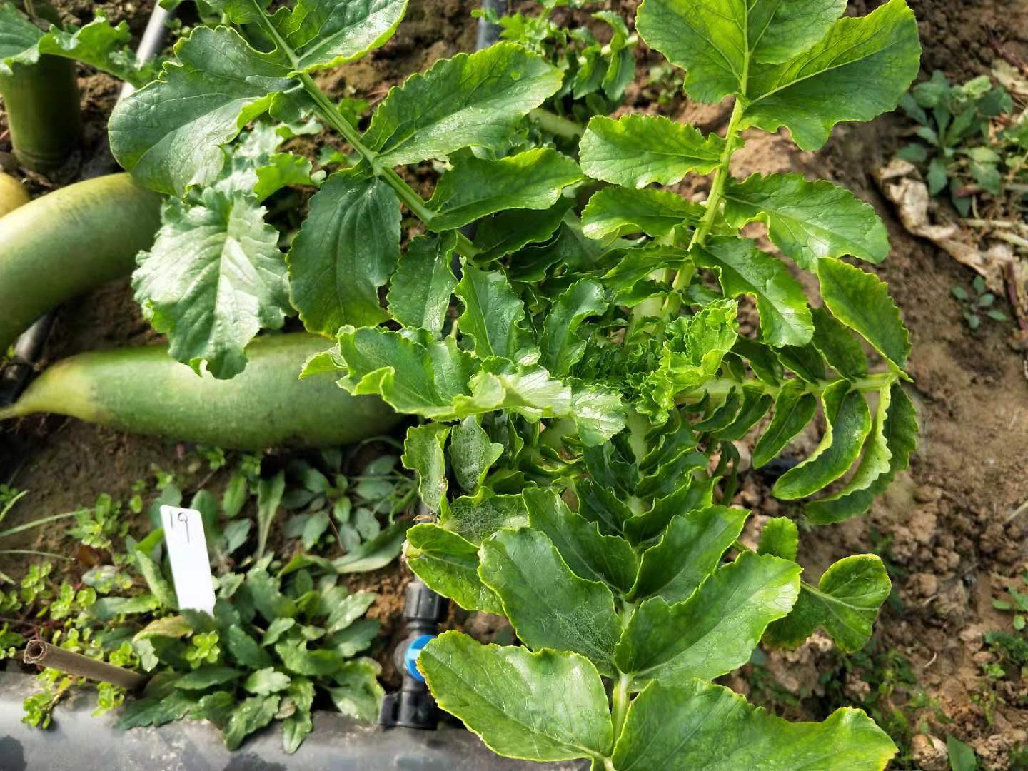 种的萝卜怎样管理结得又大又好,种的萝卜怎么管理