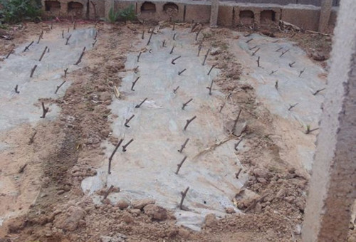 葡萄扦插育苗方法视频,葡萄扦插育苗催根方法