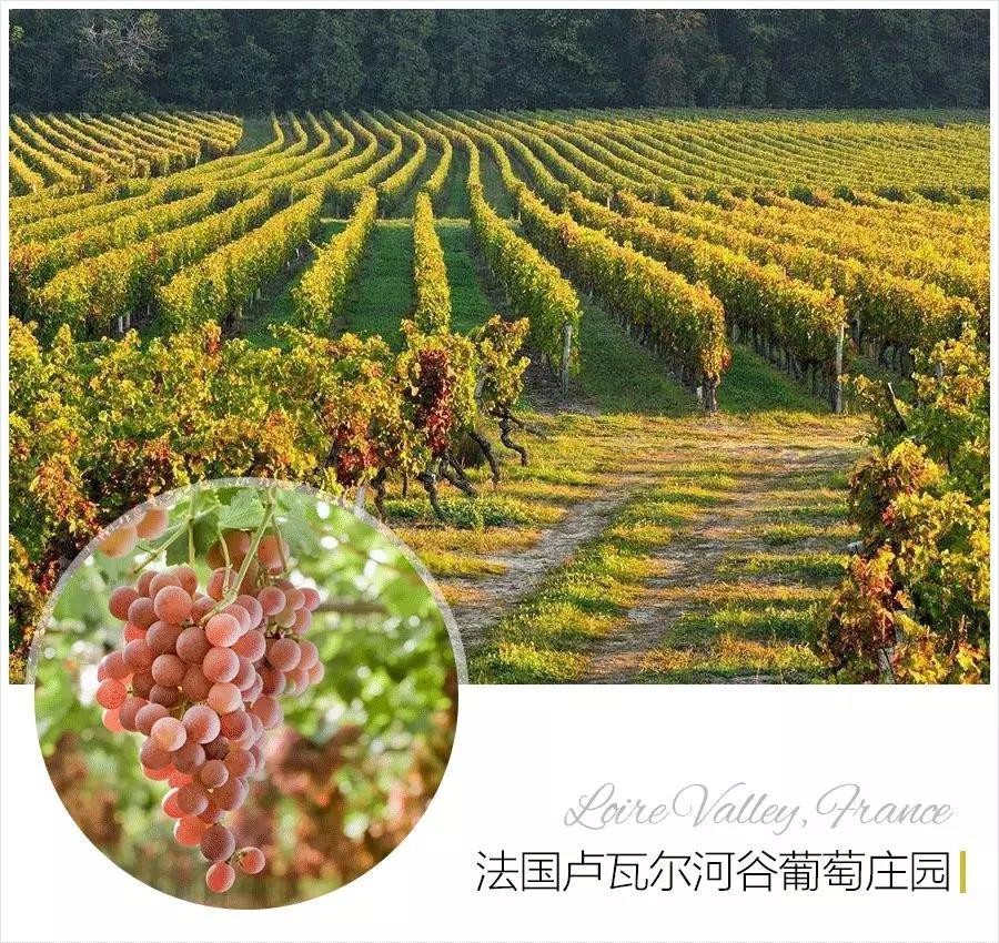 名膜壹号葡萄籽保湿锁水精华,名膜壹号葡萄籽精华作用