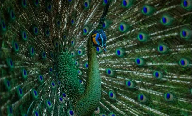 美丽云南神奇西双版纳,美丽的西双版纳人间仙境美如画