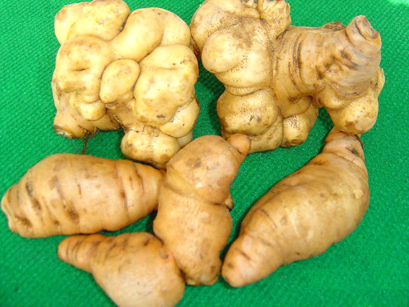 有关地黄丸的详细介绍,地黄丸的来历