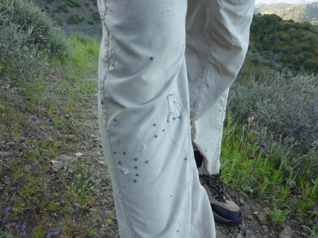 野外游玩谨防蜱叮咬,出门游玩怎么预防蜱虫叮咬