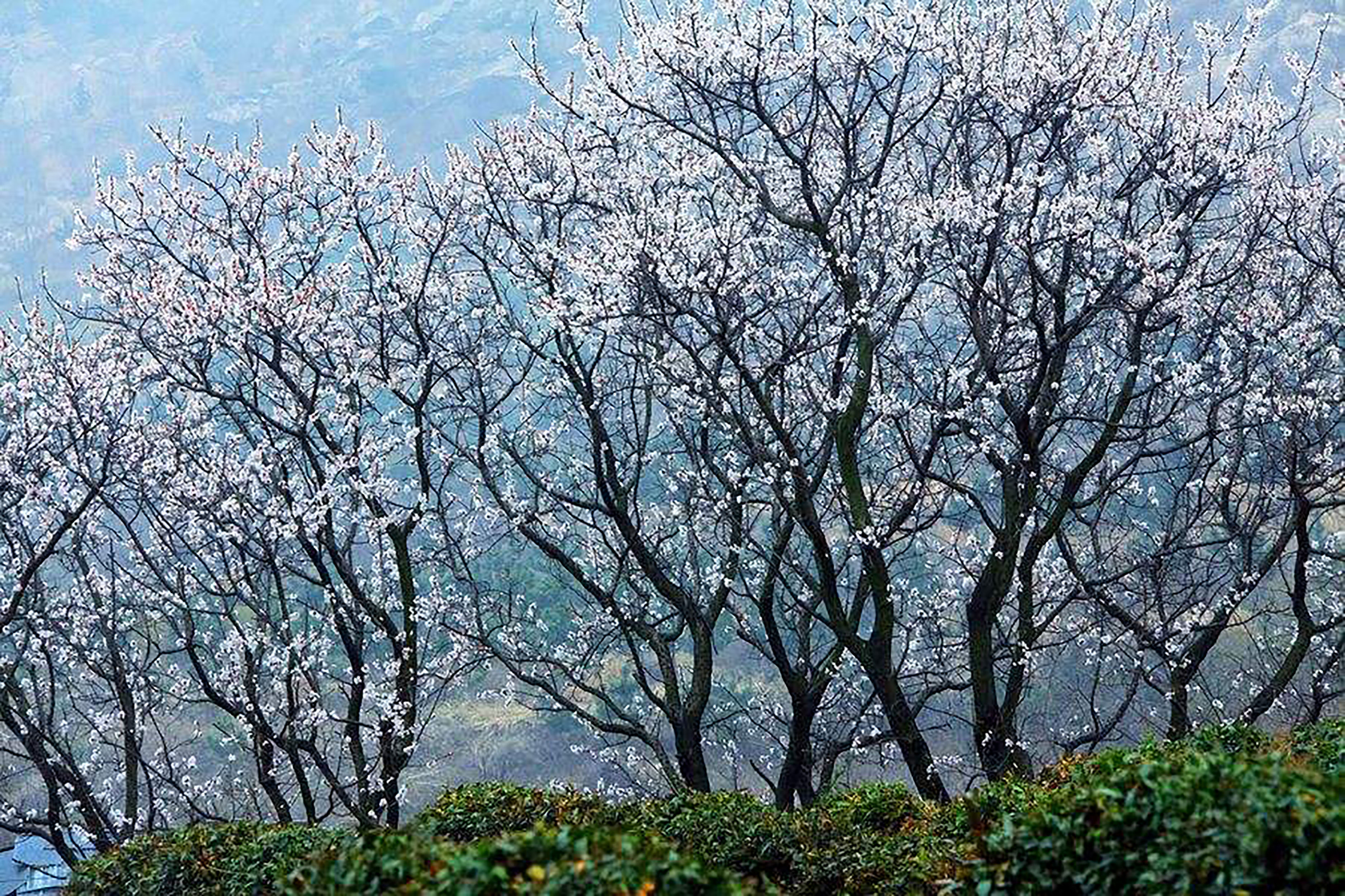 杏林属于中医的别称吗,杏林在中医里面有什么典故