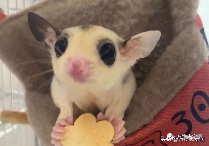 小小蜜袋鼯会咬人吗,新手养蜜袋鼯必须要注意的点