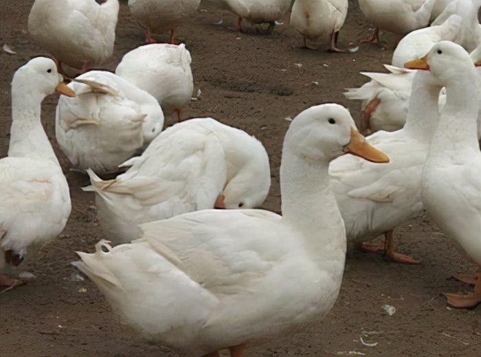 来北京吃涮羊肉烤鸭,在北京吃烤鸭最正宗的地方