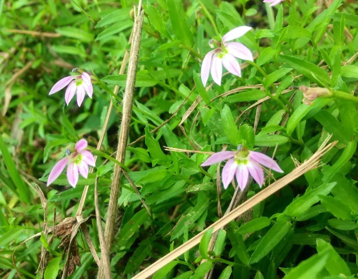 每日中药,中药半边莲和半枝莲的功效与作用