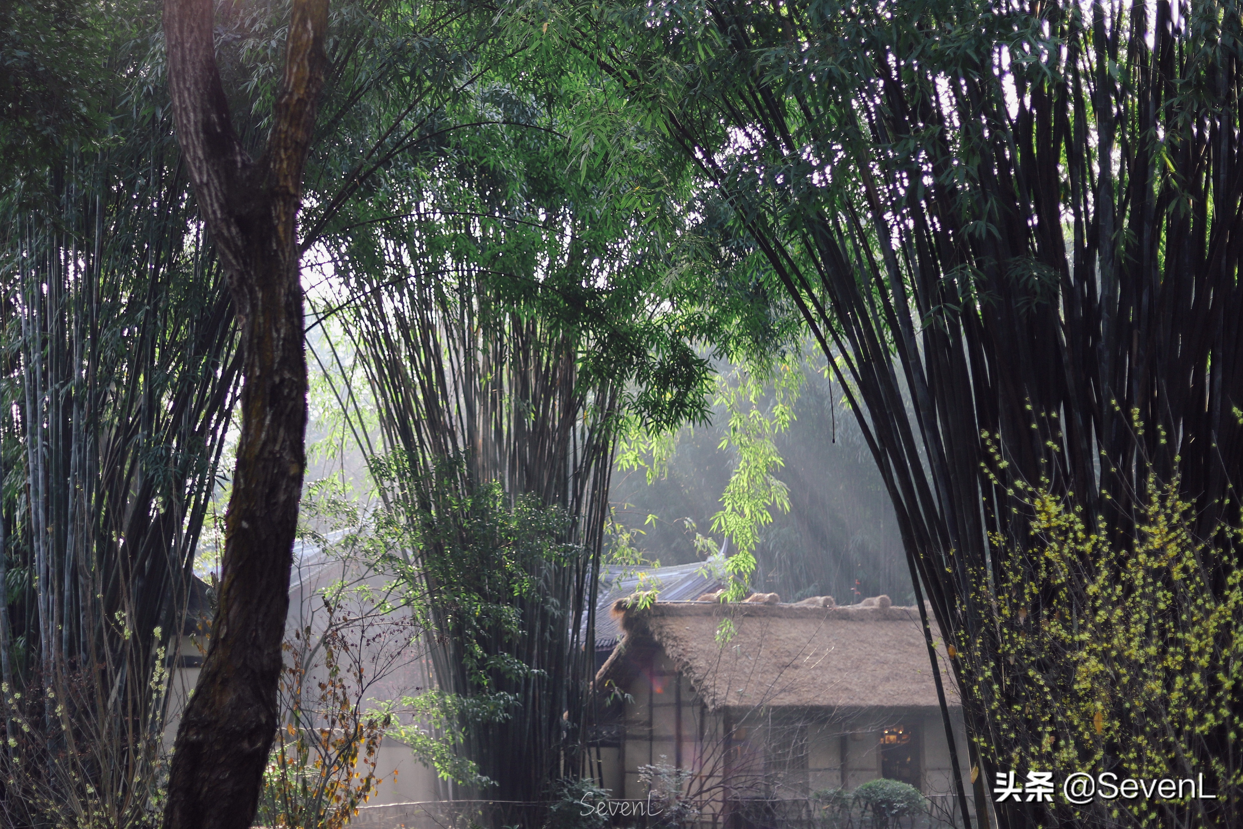 成都必去打卡地方杜甫草堂,成都东郊记忆杜甫草堂