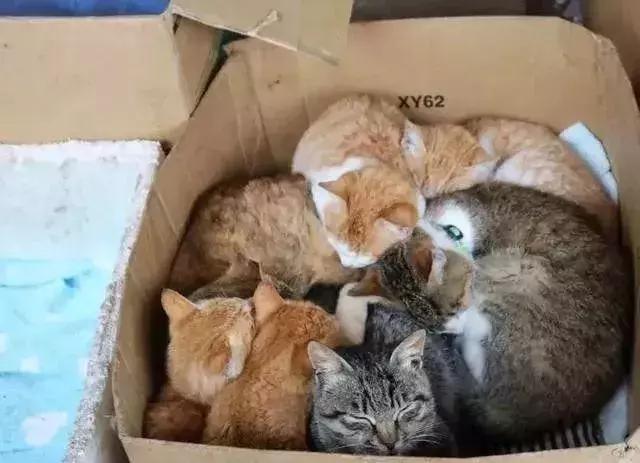 如何封印一只猫,怎么一招封印猫