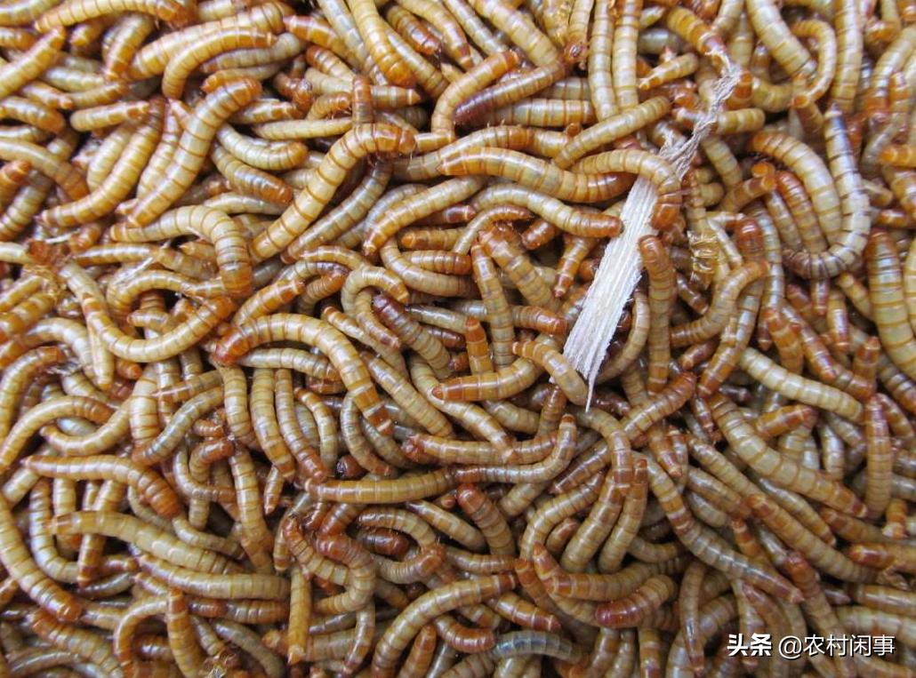 江西人养殖蜈蚣致富方法,蜈蚣的销路怎么样
