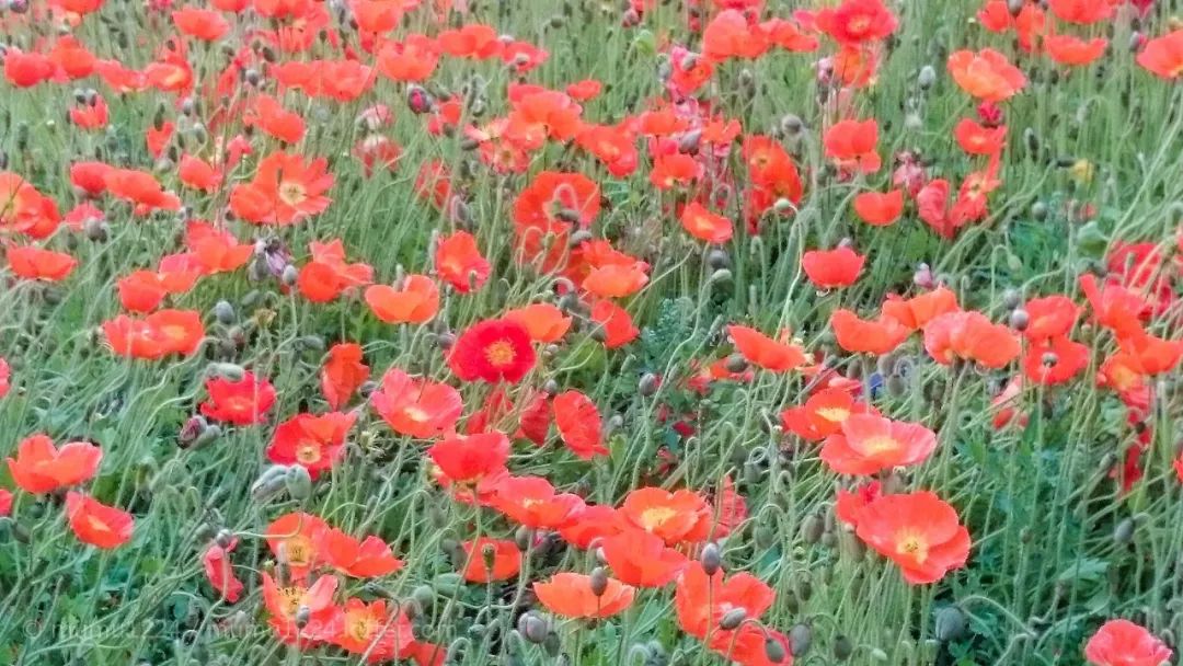 中文到底有多美朗诵原稿,中文到底有多美朗诵背景视频