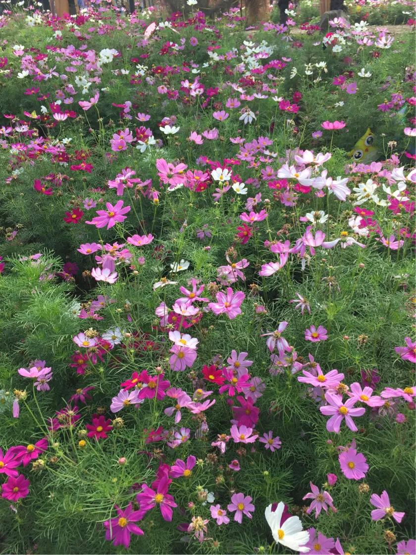 春的序曲洞庭西山,洞庭西山作品顺序