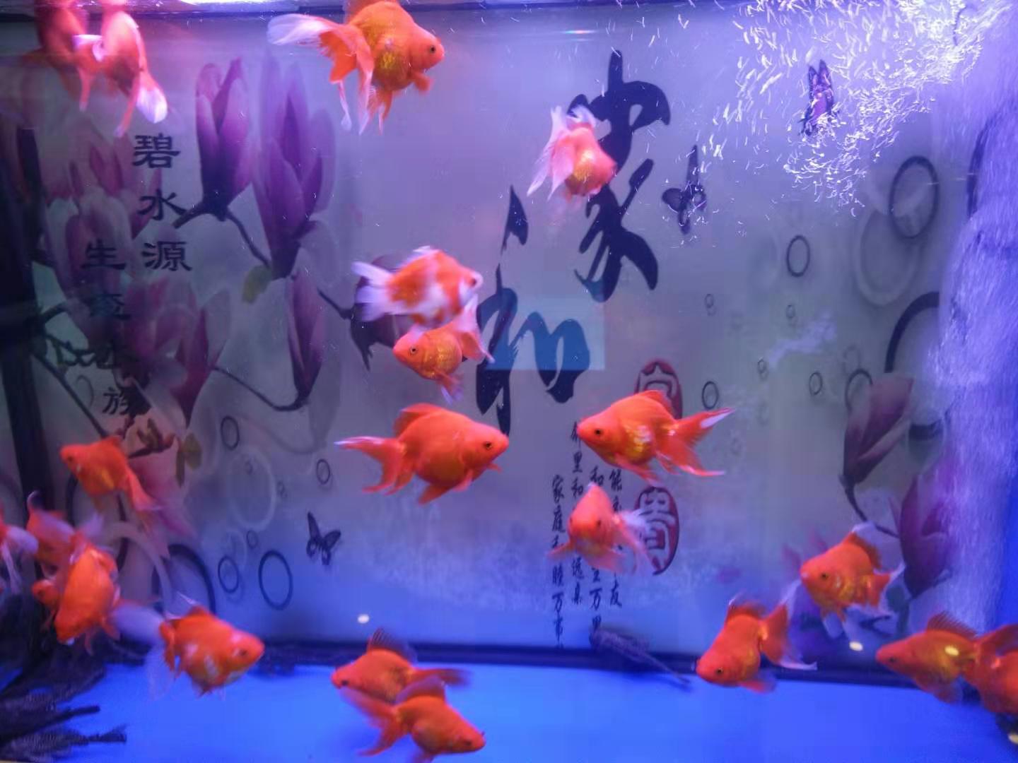 锦鲤身上长虫子怎么处理,锦鲤缸里有小飞虫怎么办