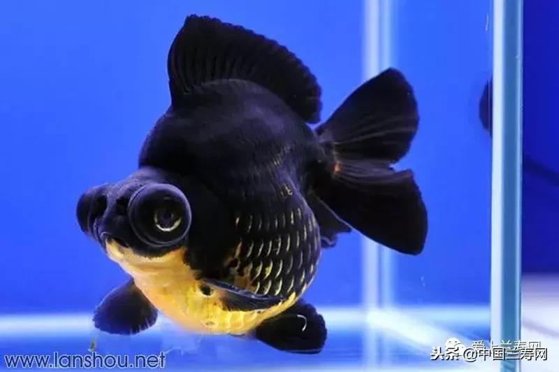 生命力最大的金鱼品种有哪些,十大最好的金鱼品种