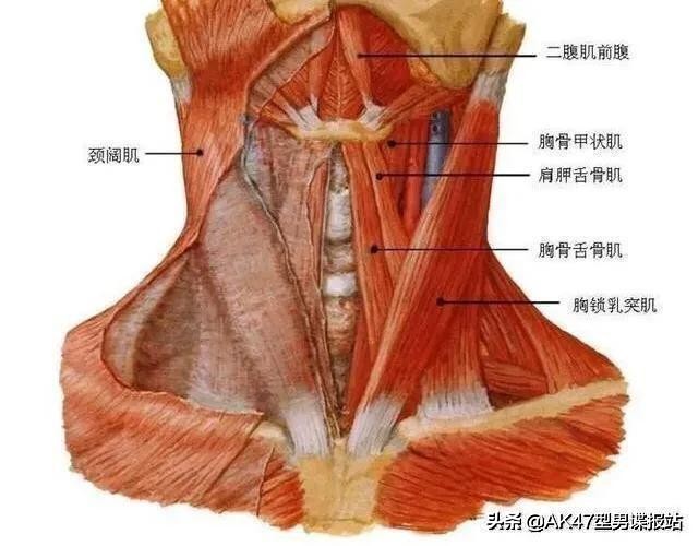 从小白到健身达人十大步骤,从健身小白到健身达人励志