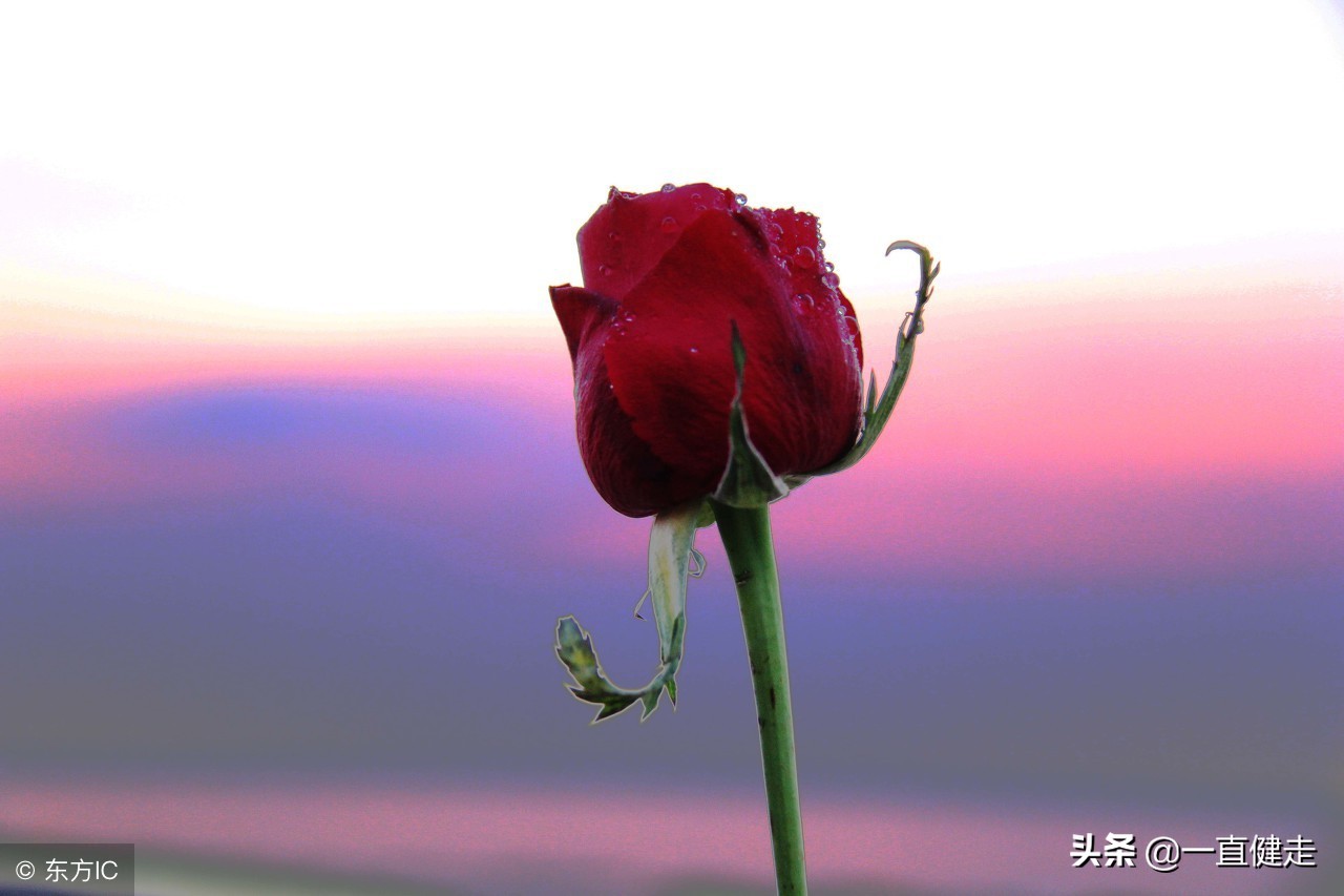 小说红楼梦完整版免费听,红楼梦小说全集免费完整版