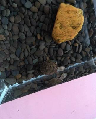 巨头蛋龟和麝香和剃刀的不同,巨头蛋龟和剃刀麝香混养会打架嘛