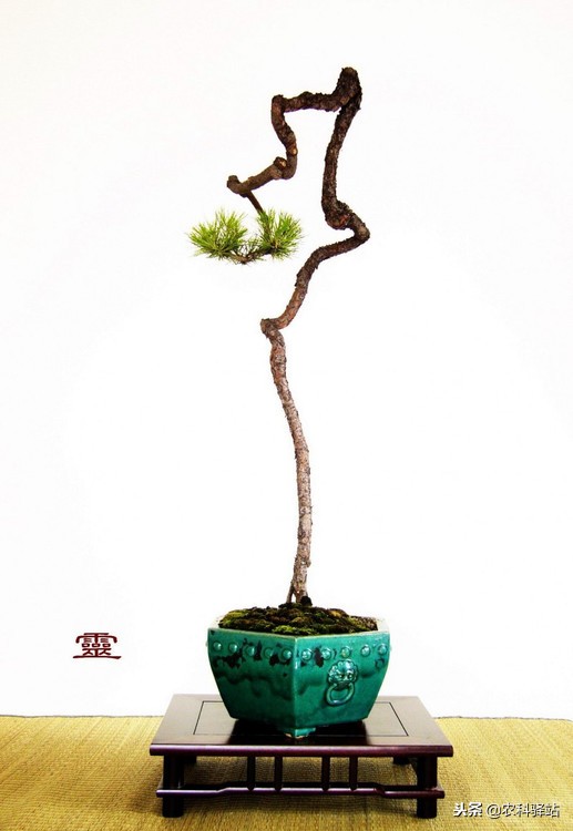 中国盆景艺术,盆景艺术解释