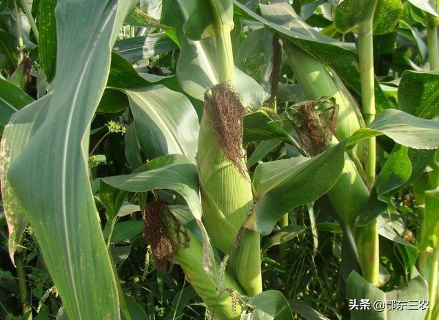 哪种玉米种子既高产又抗倒伏,2021河南玉米种子十大高产排名