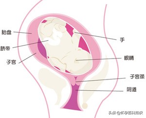 胎教课堂:怀孕第三十八周的注意事项和营养美食