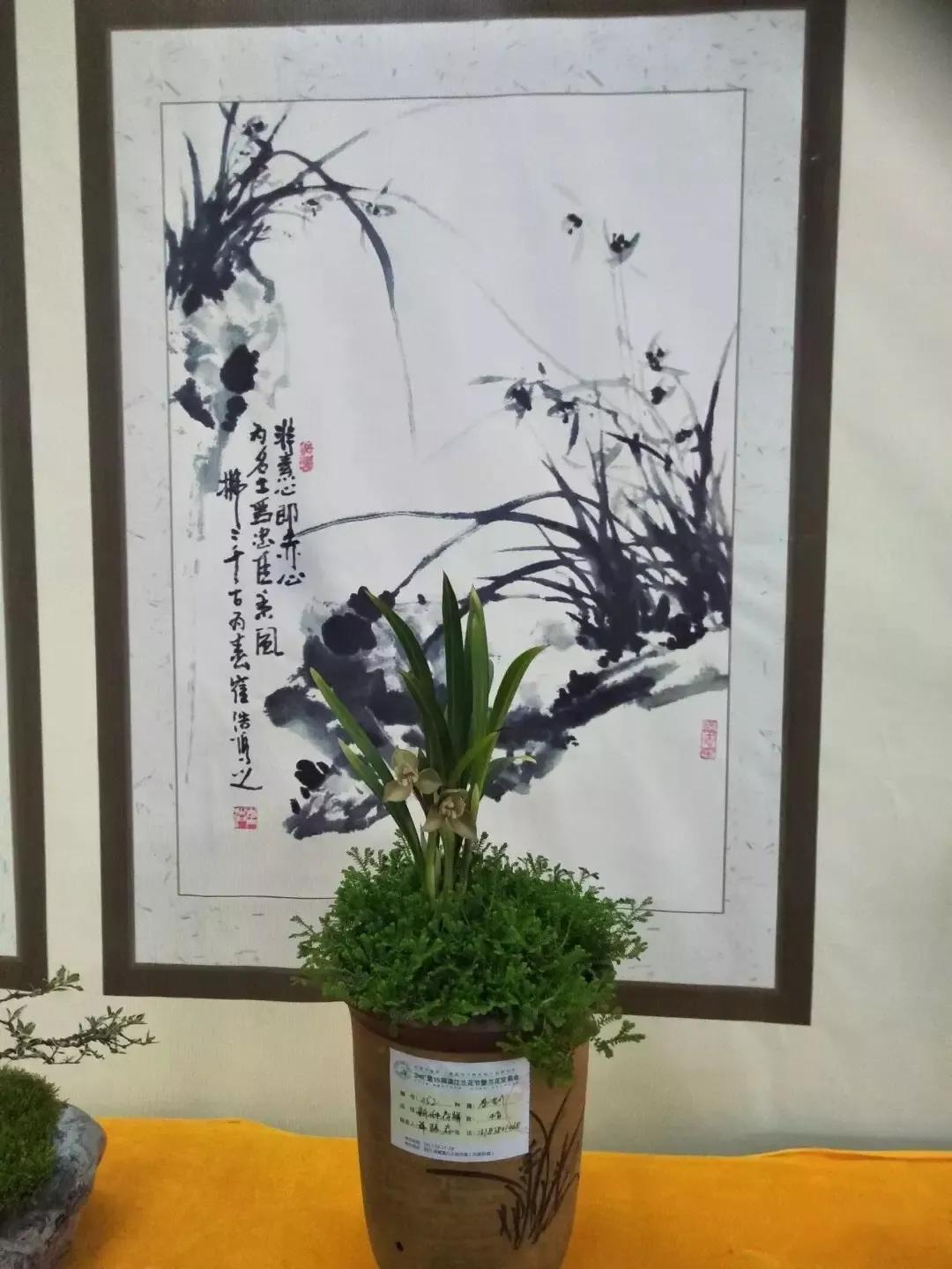 兰花市场情况,国兰兰花基地