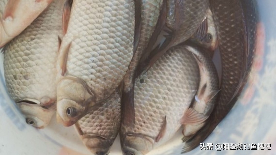 猪肝拌什么饵料好钓鱼,猪肝钓鱼打窝的正确做法