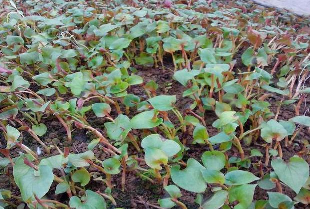 野生水塘的附近会有污染吗,农村水沟常见的野生鱼