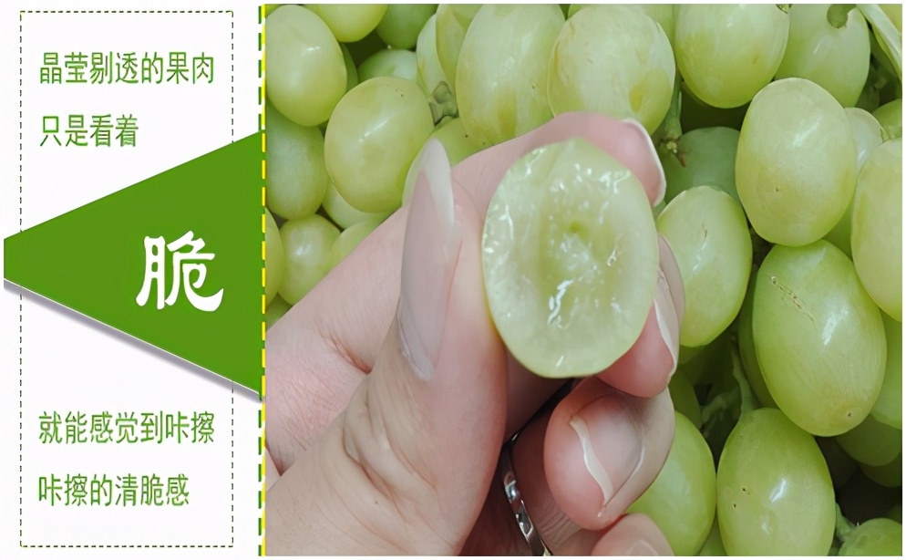 进口提子哪些品种 (进口提子品种及图解)