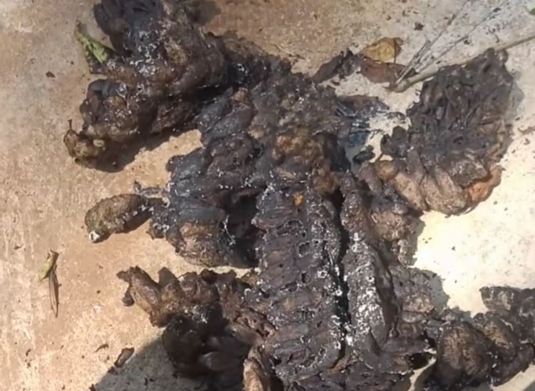 奇奇怪怪的美食零食,奇奇怪怪的美食图文