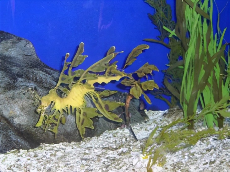 长得像海马的一种生物,长得像马的动物