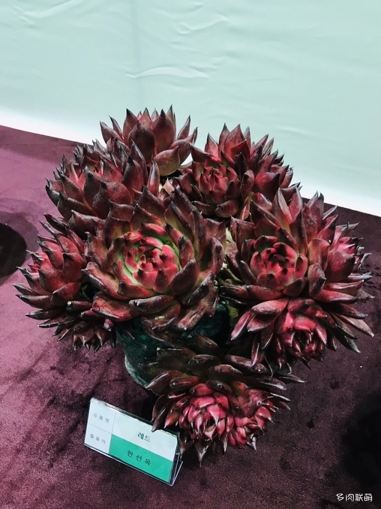 多肉欣赏桃美人,多肉植物欣赏