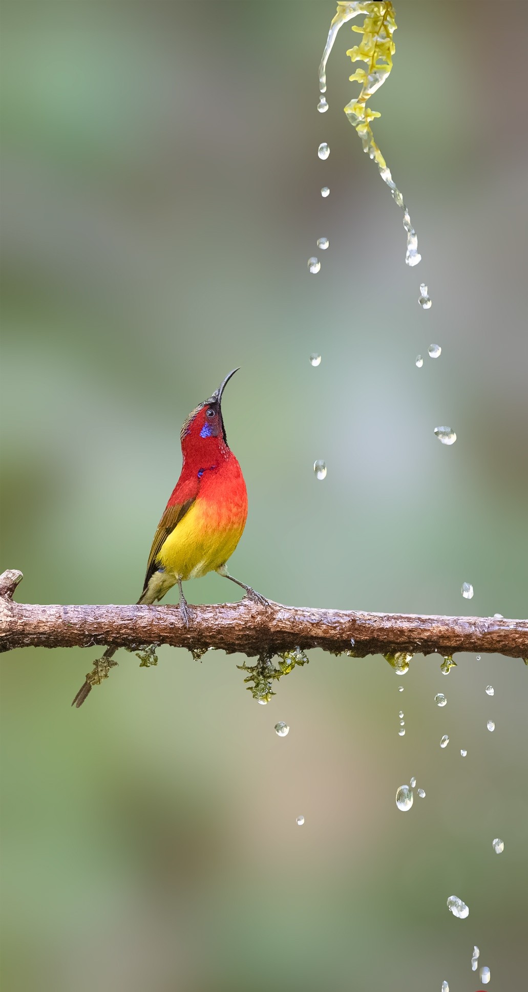 金沙遗址太阳鸟图片,叉尾太阳鸟图片大全
