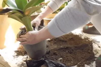 君子兰怎么养最好看看专家怎么说,最贵君子兰9999万图片