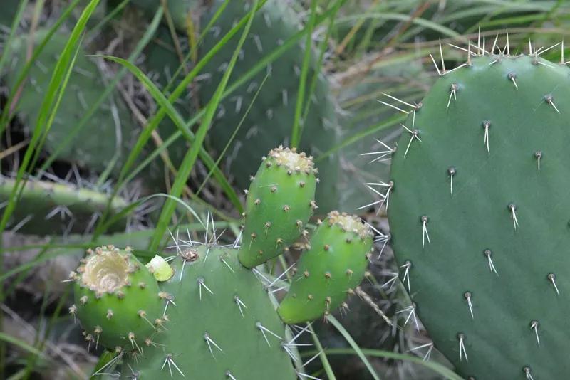 林草科普|多肉植物