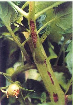 番茄各个生长期缺氮的症状,番茄苗期缺素症图片