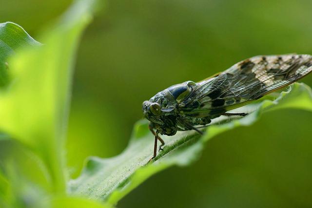 最美诗词音乐,欧阳修鸣蝉赋