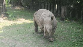 十种最强的牛科动物,牛科动物都有哪些