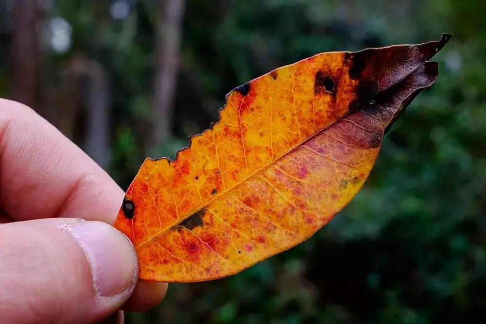 四渡赤水渡过金沙江,四渡赤水渡过大渡河