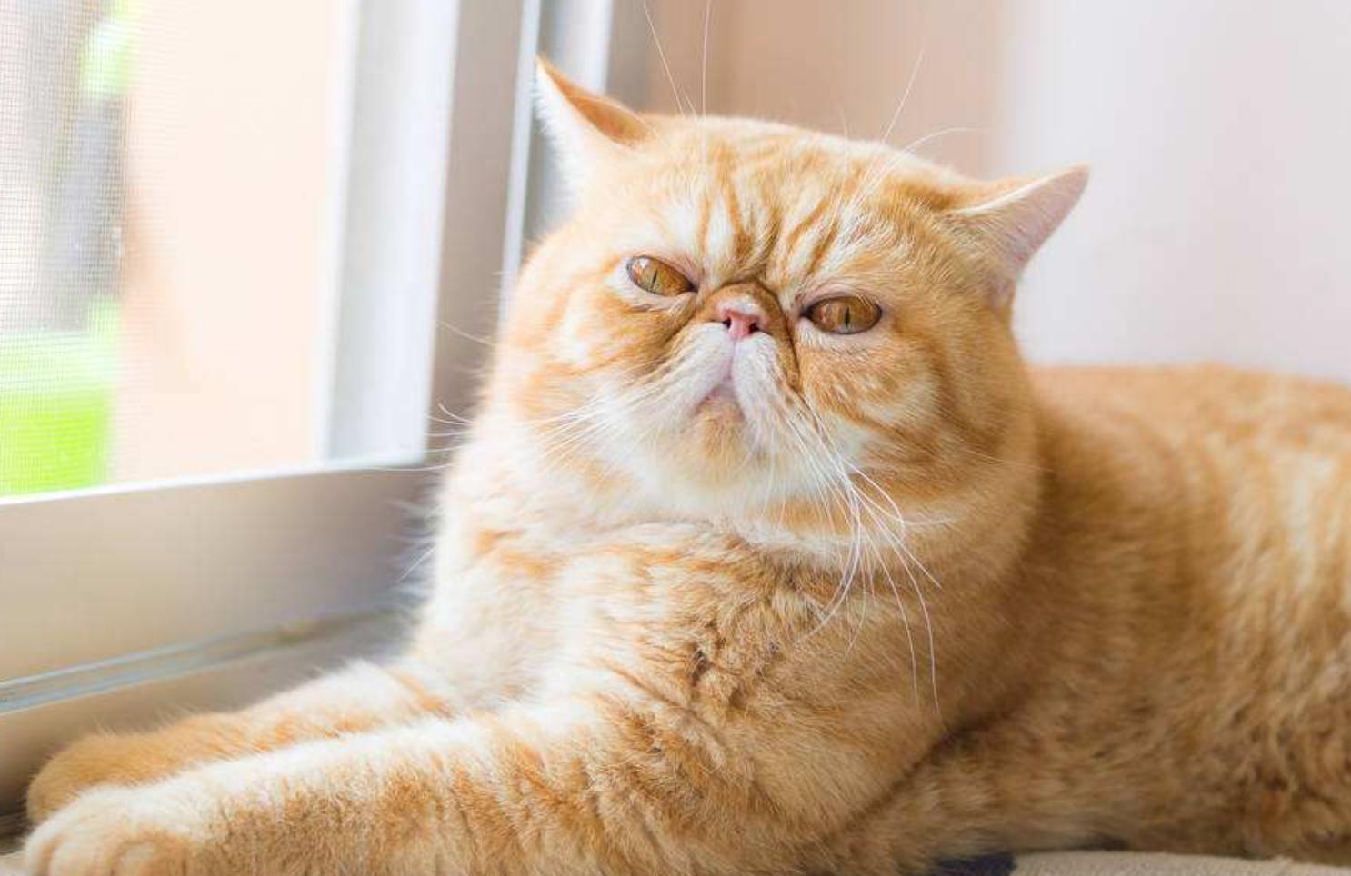 养加菲猫性格不好,养加菲是一种什么体验