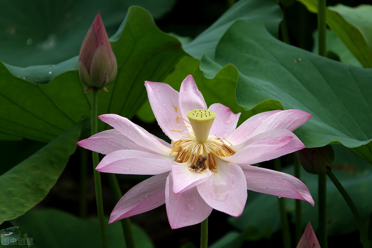 鍏诲績鍏荤敓鍋ュ悍搴﹀,鍏诲績瀹夌瀹夊叏搴﹀
