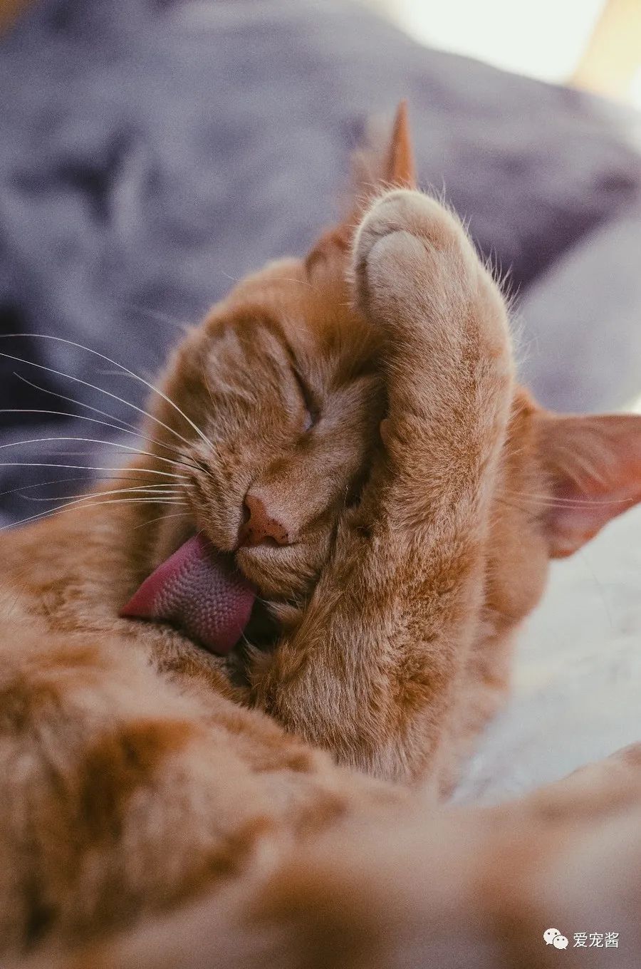 猫咪睡觉舔脚心,猫咪舔我怎么办