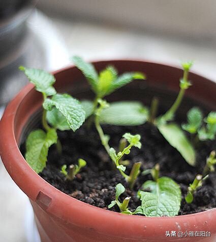 薄荷不用盖土,薄荷能插枝养吗