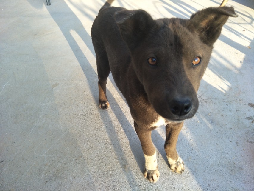 关于狗狗的小知识的小视频,关于狗狗的科普小知识