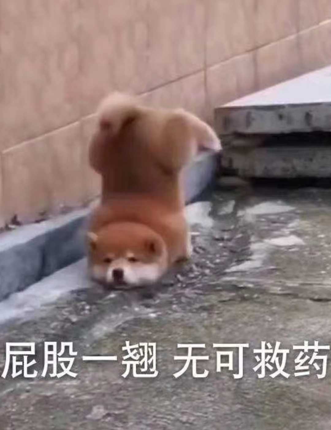 人间观察日记简短,人间观察日记