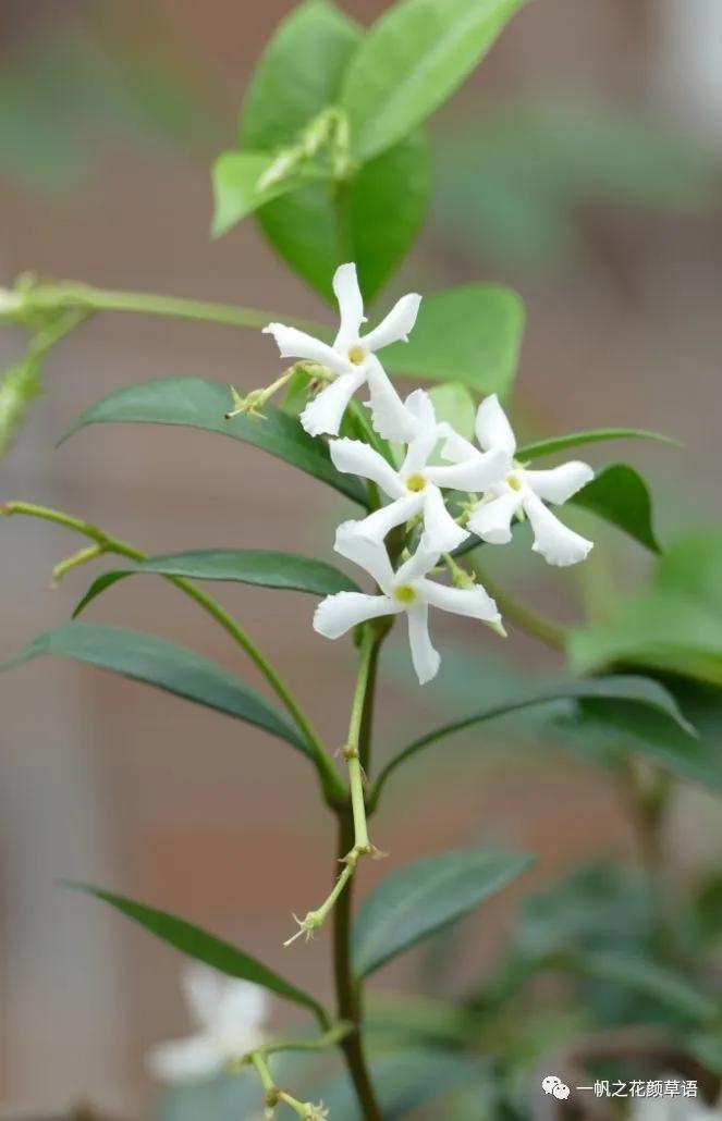 络石（Trachelospermumjasminoides）