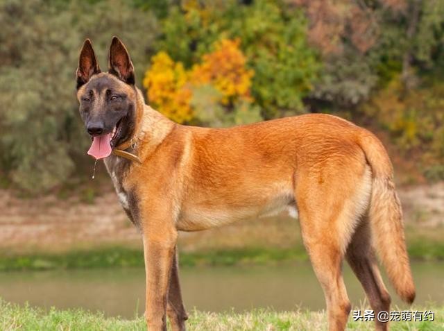 马犬凭什么叫板德牧一哥,为什么马犬取代德牧是军犬