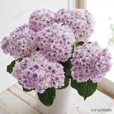 十种好看的绣球,最好看的绣球花视频