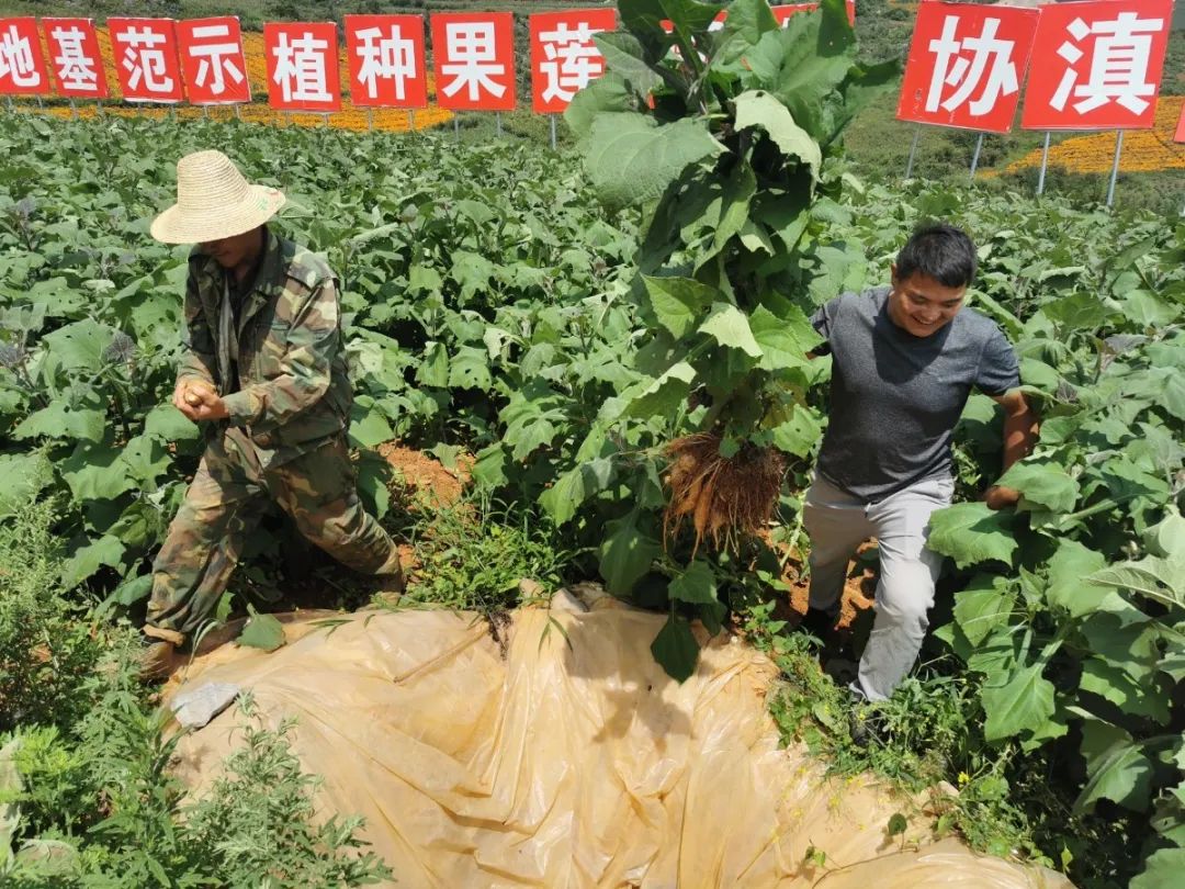 扶贫致富直播,扶贫一线话小康视频
