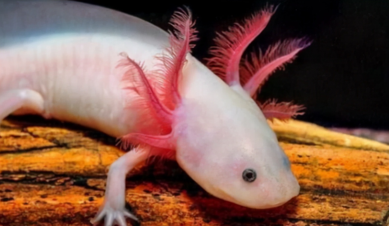 酷似龙头的六角龙鱼,龙鱼到底是什么生物